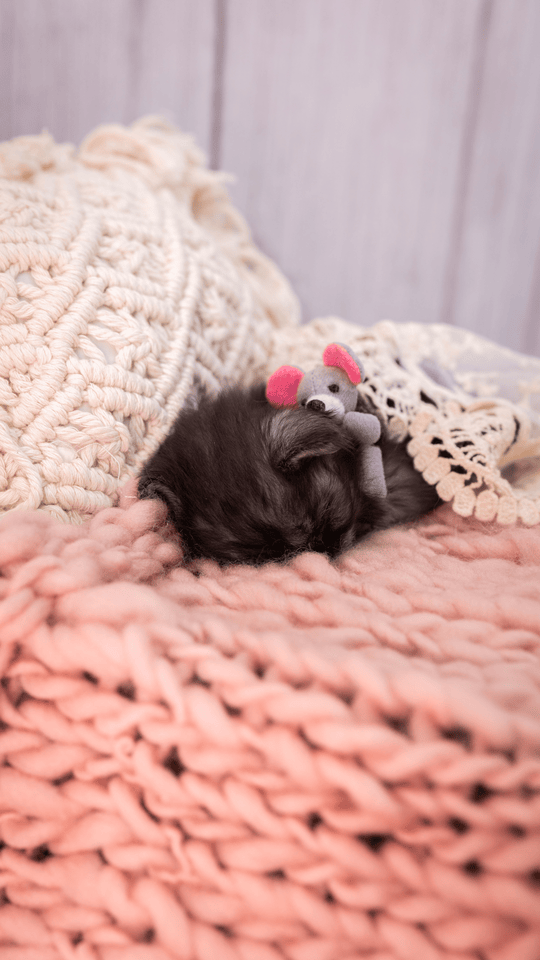 GIF_Slower_Baby Kitten and Mouse-01a
